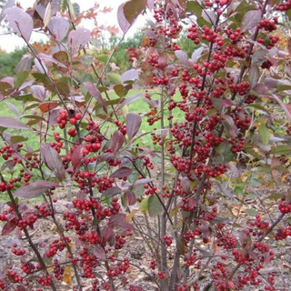 a red chokeberry bush in season