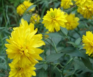 Rudbeckia 'Goldquelle' with yellow flowers