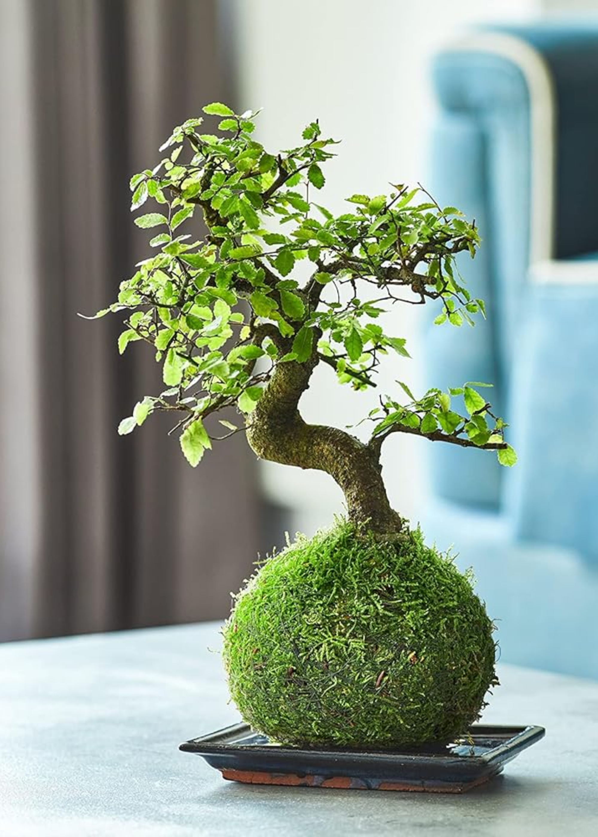 A kokedama moss ball on a ceramic plate