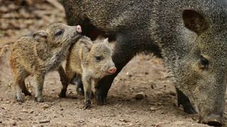 A javelina with babies in the desert