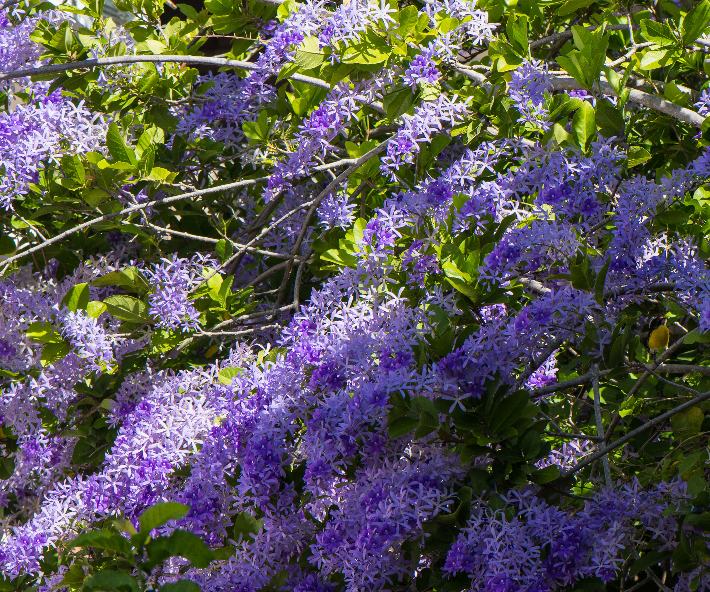 purple flowering shrub in partial shade