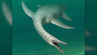 An artist's illustration of the plesiosaur.