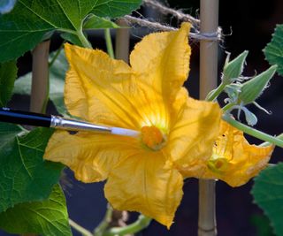 hand-pollinating a squash flower with a brush