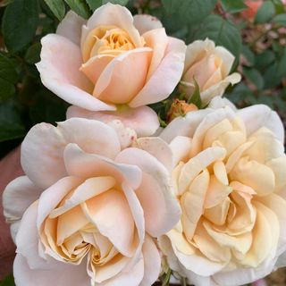 Rose 'champagne Moment' - 4l Plant