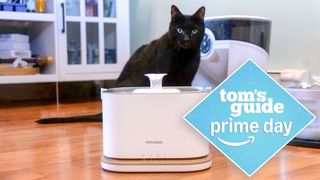 Cat using Petlibro Dockstream Smart Water Fountain.