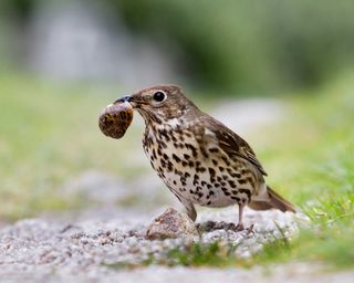 bird eating a snail
