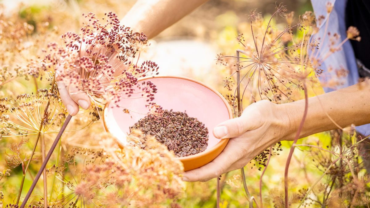 Want to Grow More Plants for Free? These 3 Affordable Seed Saving Tools From Amazon Are All You Need