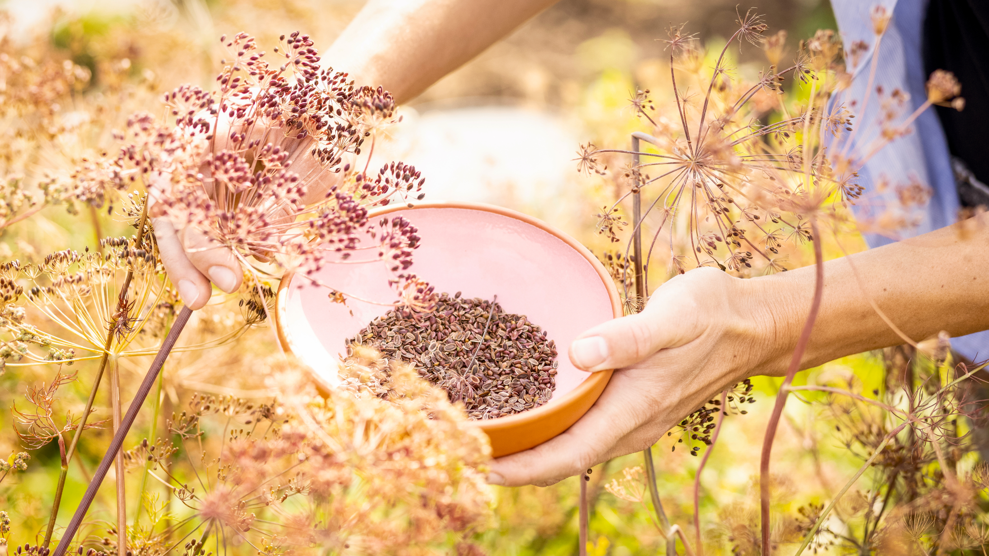 person harvesting seeds from dill plants 