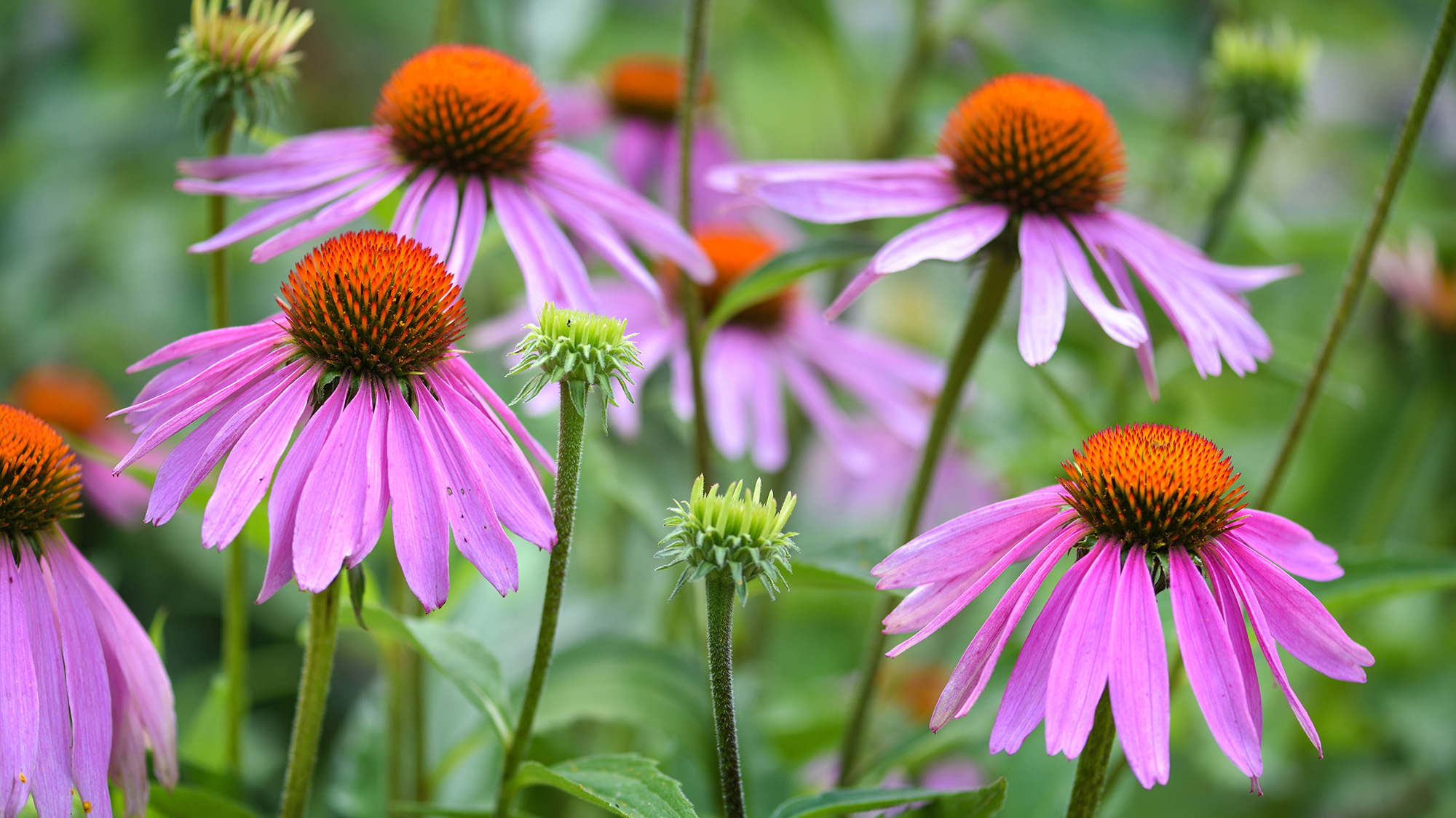 Echinacea