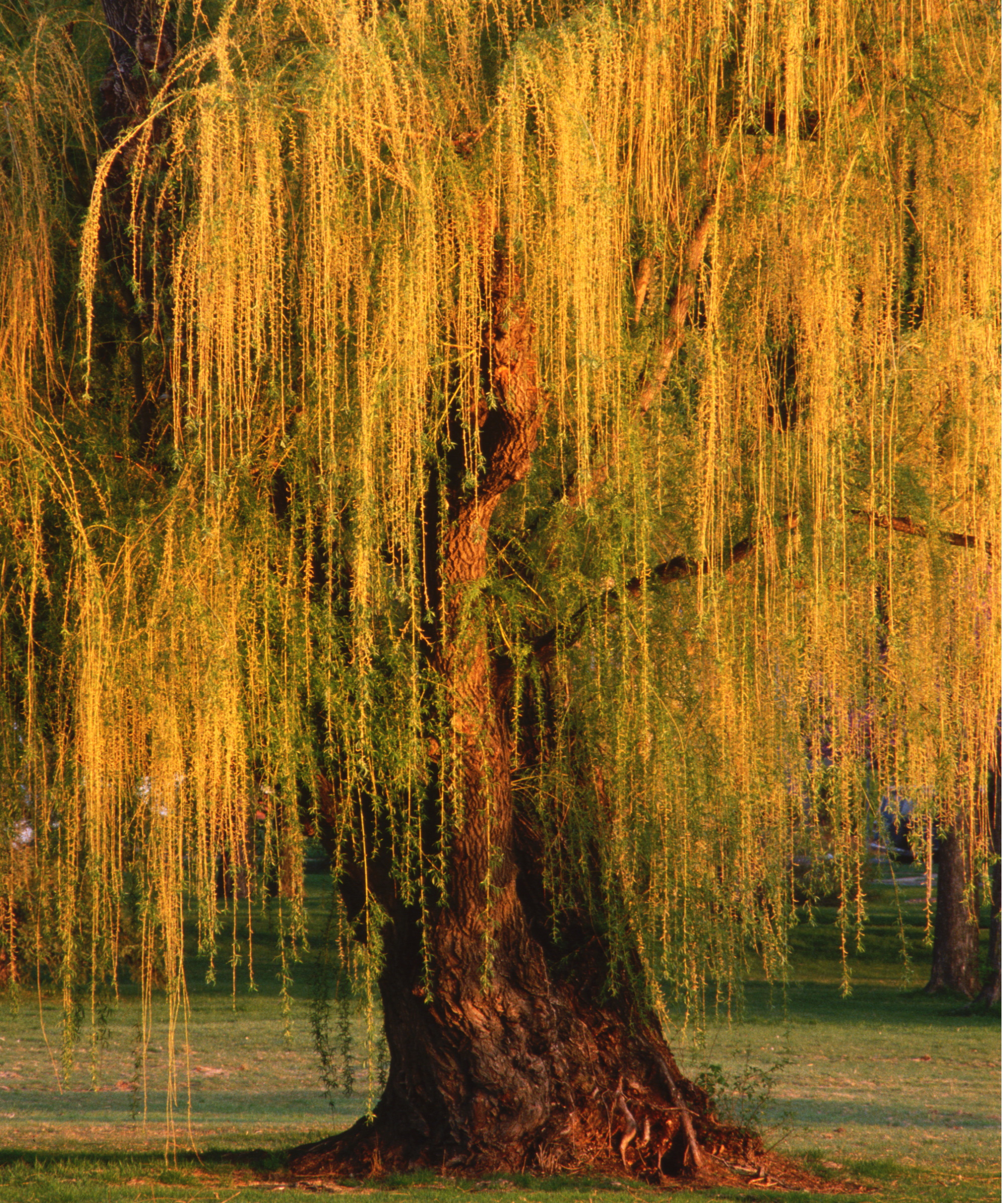 Willow tree