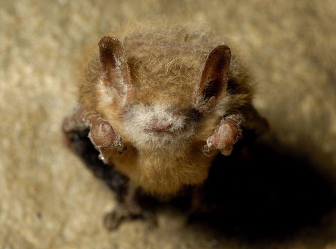 wns, white nose syndrome, bats