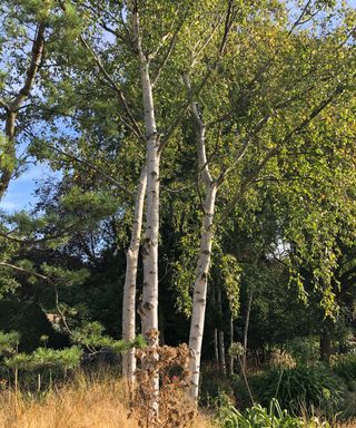Identifying-british-trees-Silver-Birch-Paramount-Plants