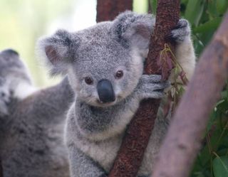 Baby koala at the Currumbin Wildlife Sanctuary.