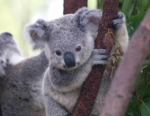Koalas Have Human-like Fingerprints | Live Science