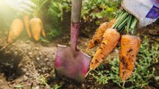 Close up of shovel and harvested carrots in garden