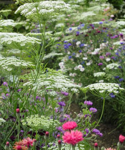 Best flowers to sow in the fall: 16 beautiful blooms | Homes & Gardens