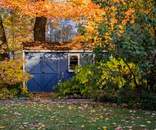 Fall backyard