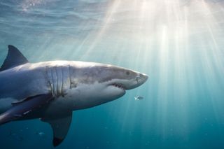 Profile of a great white shark swimming in clear blue water..