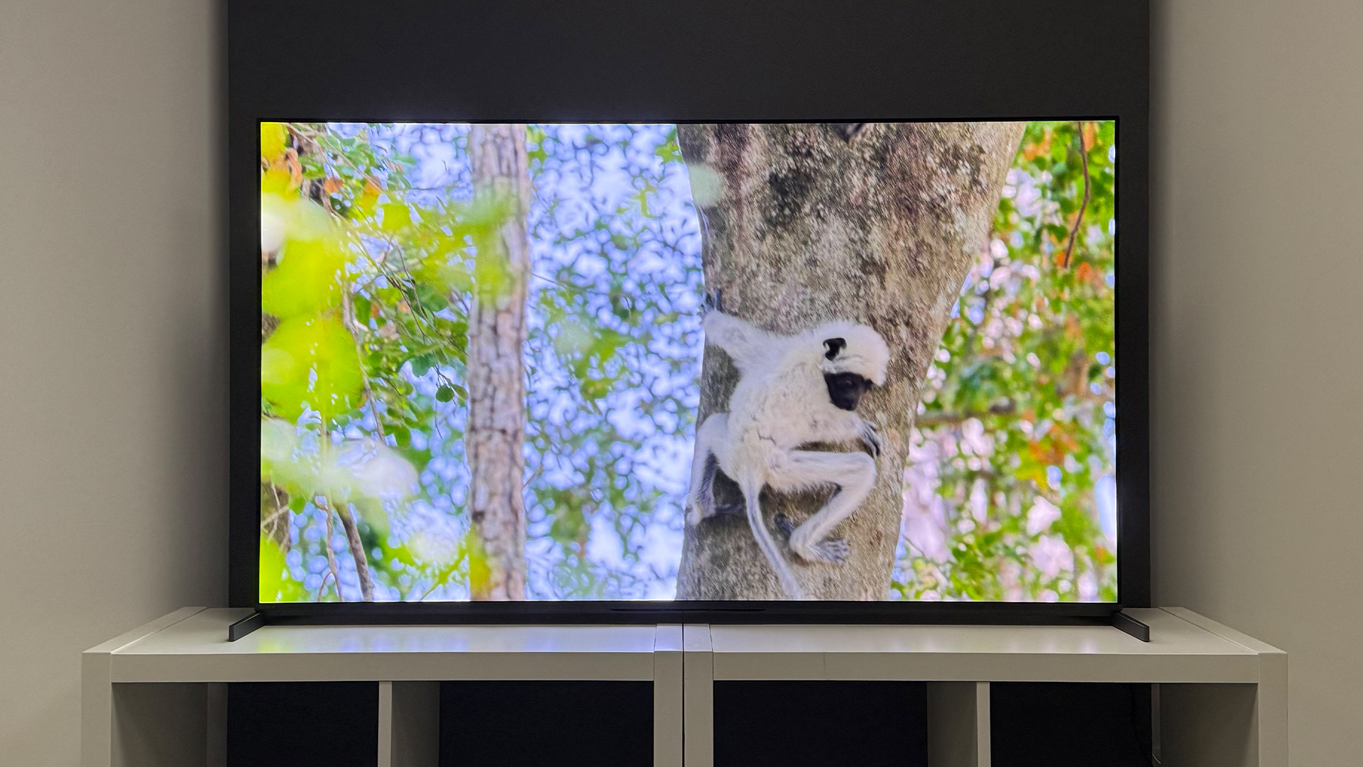 The 55-inch Sony Bravia 8 II QD-OLED TV photographed on a white table. On the screen is a nature documentary.