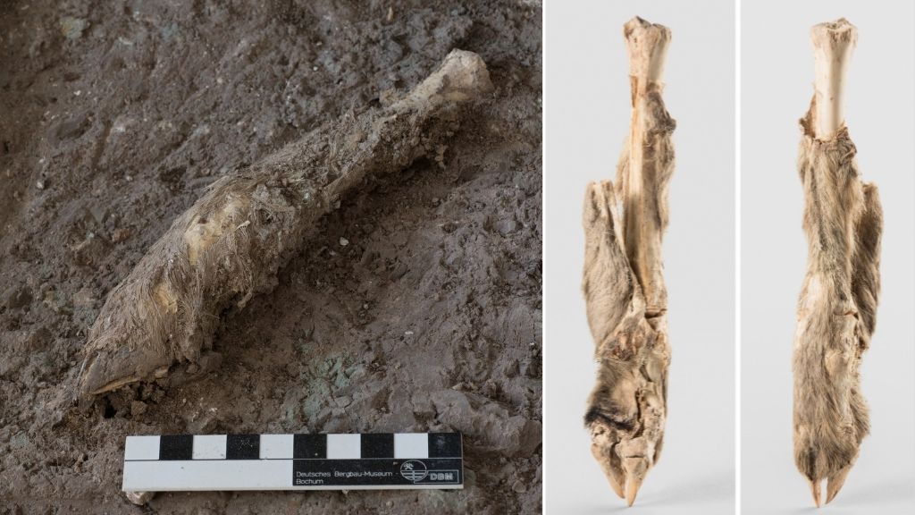 Left image shows a sheep leg recovered from a historic salt mine in northwest Iran, specimen is on site at the mine. Right two images show the cleaned leg against a plain grey background