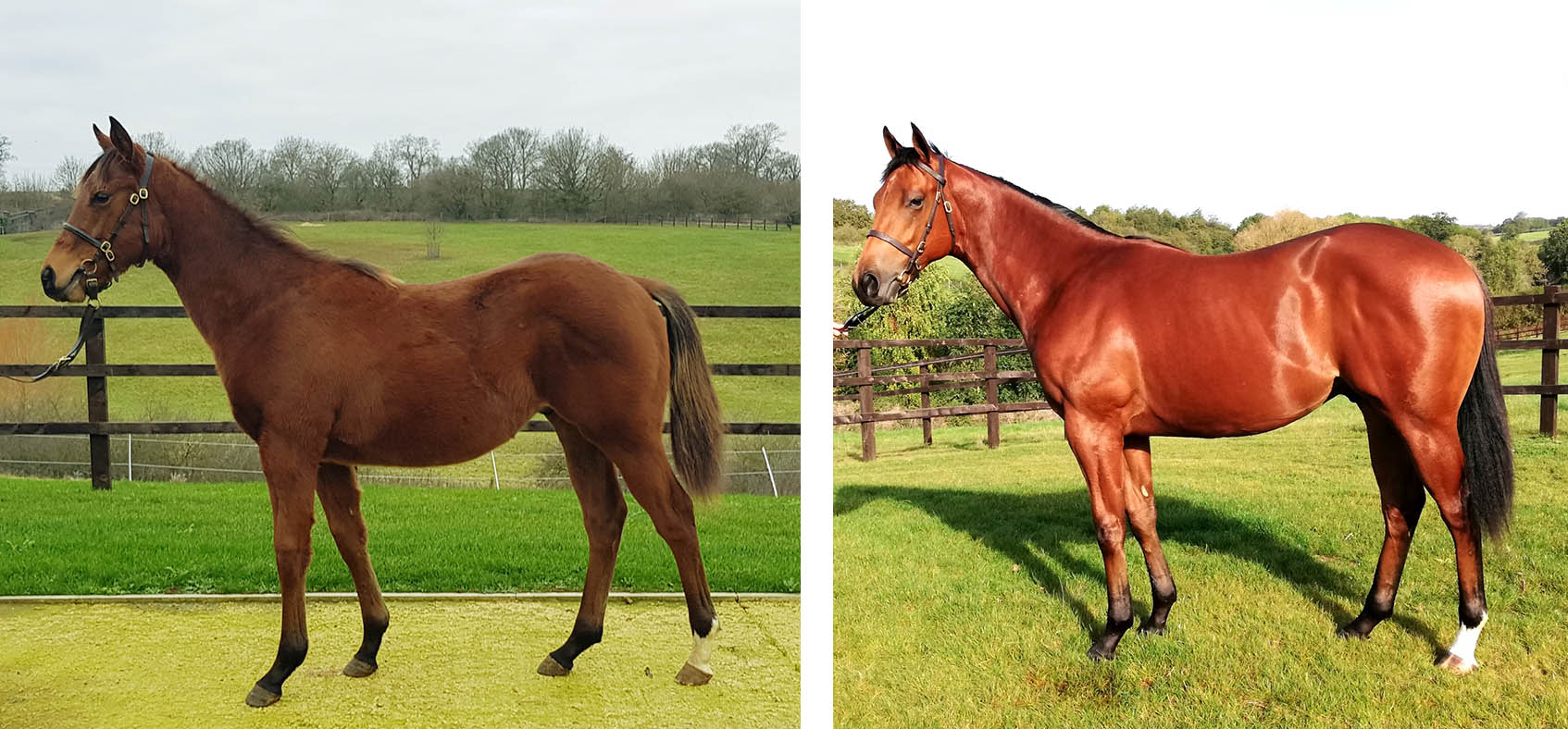 Sophie Buckley's before and after pictures of a thoroughbred