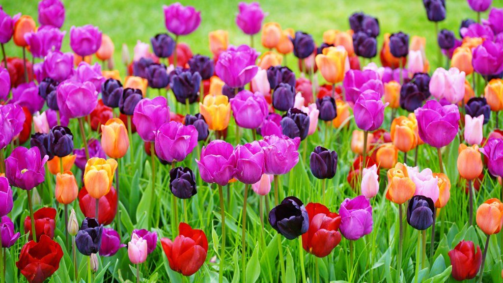 Complete Guide To Planting Tulips In The Garden | Gardening Know How