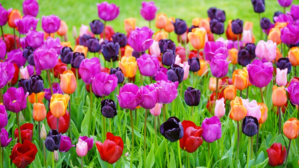 Complete Guide To Planting Tulips In The Garden