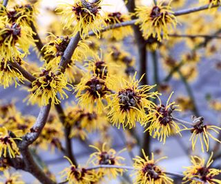 American witch hazel flowers