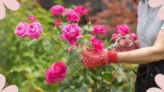 woman pruning rose bush with shears and gloves