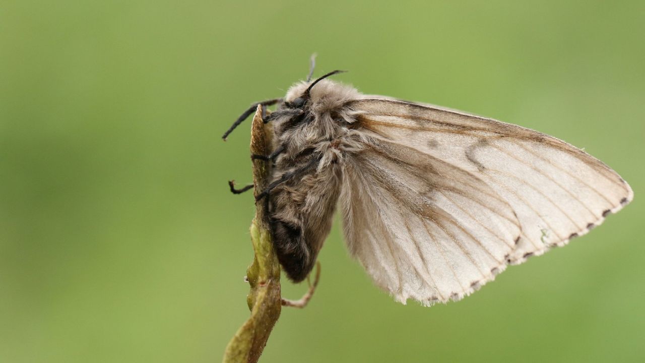 A spongy moth on the end of a stem