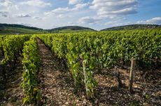 Burgundy vineyards on the eve of the 2022 harvest (August)