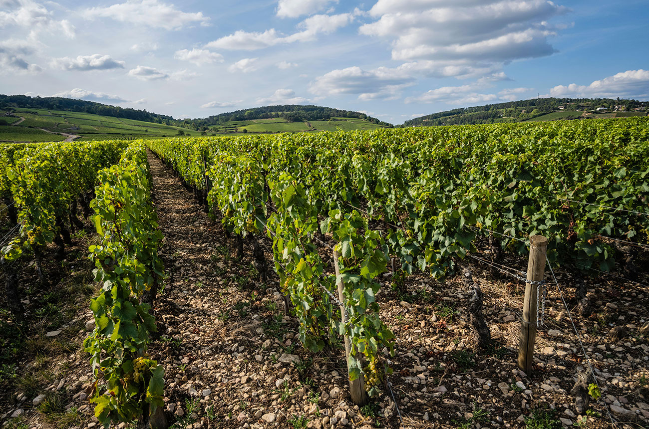 Burgundy vineyards on the eve of the 2022 harvest (August)