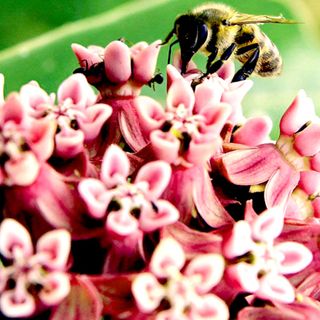 bee sitting on pink milkweed flower head