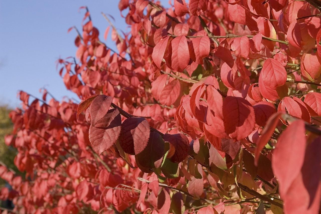 Plant With Red Leaves