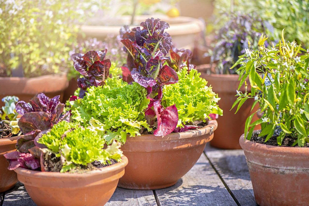 Salad leaves growing in containers