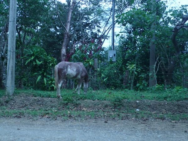 A horse that escaped its enclosure along stage 1