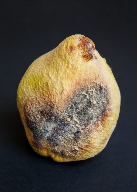 Diseased Quince Fruit