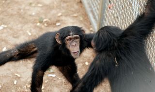 chimpanzees, chimp haven, lab animals, animal testing, chimp retirement