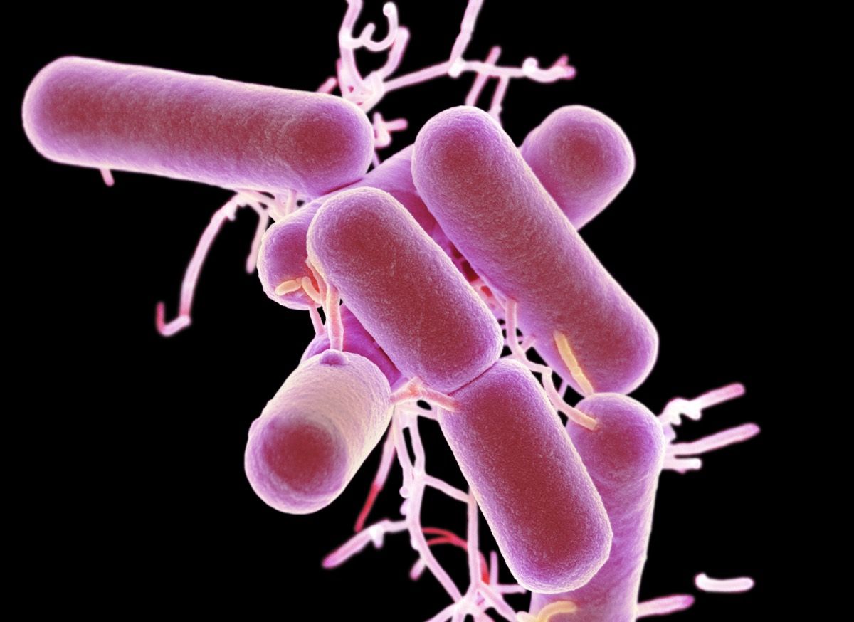 &lt;em&gt;Lactobacillus bacteria&lt;/em&gt;, seen in this colored scanning electron micrograph, are part of the flora of the human gut.