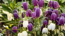 Snake's Head Fritillaries