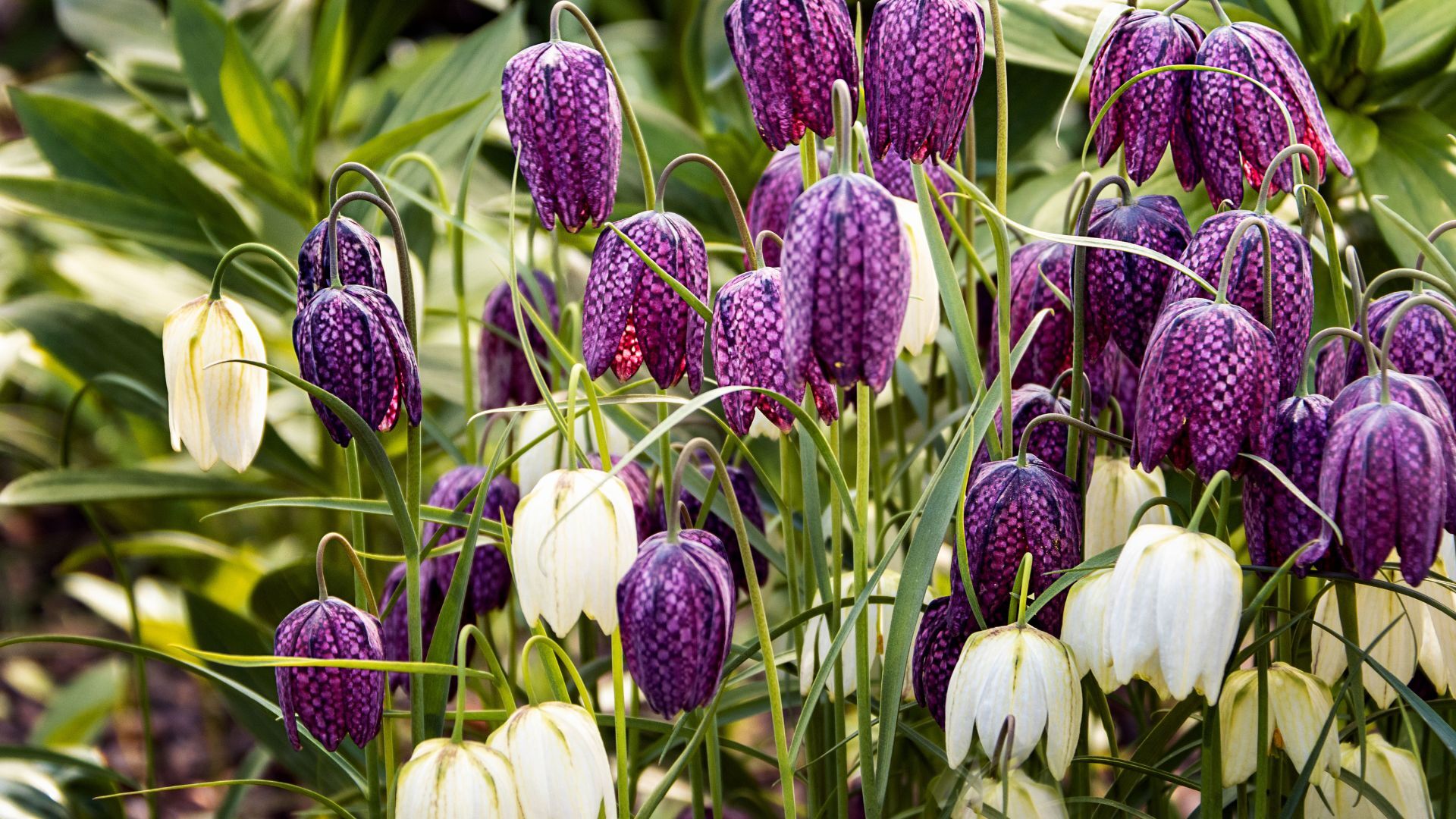 Snake&#039;s Head Fritillaries