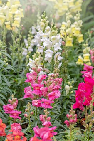 A garden of multi-color snapdragons