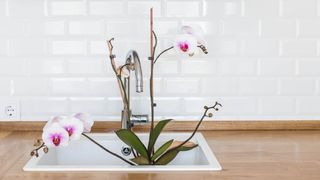 An orchid sitting in a sink