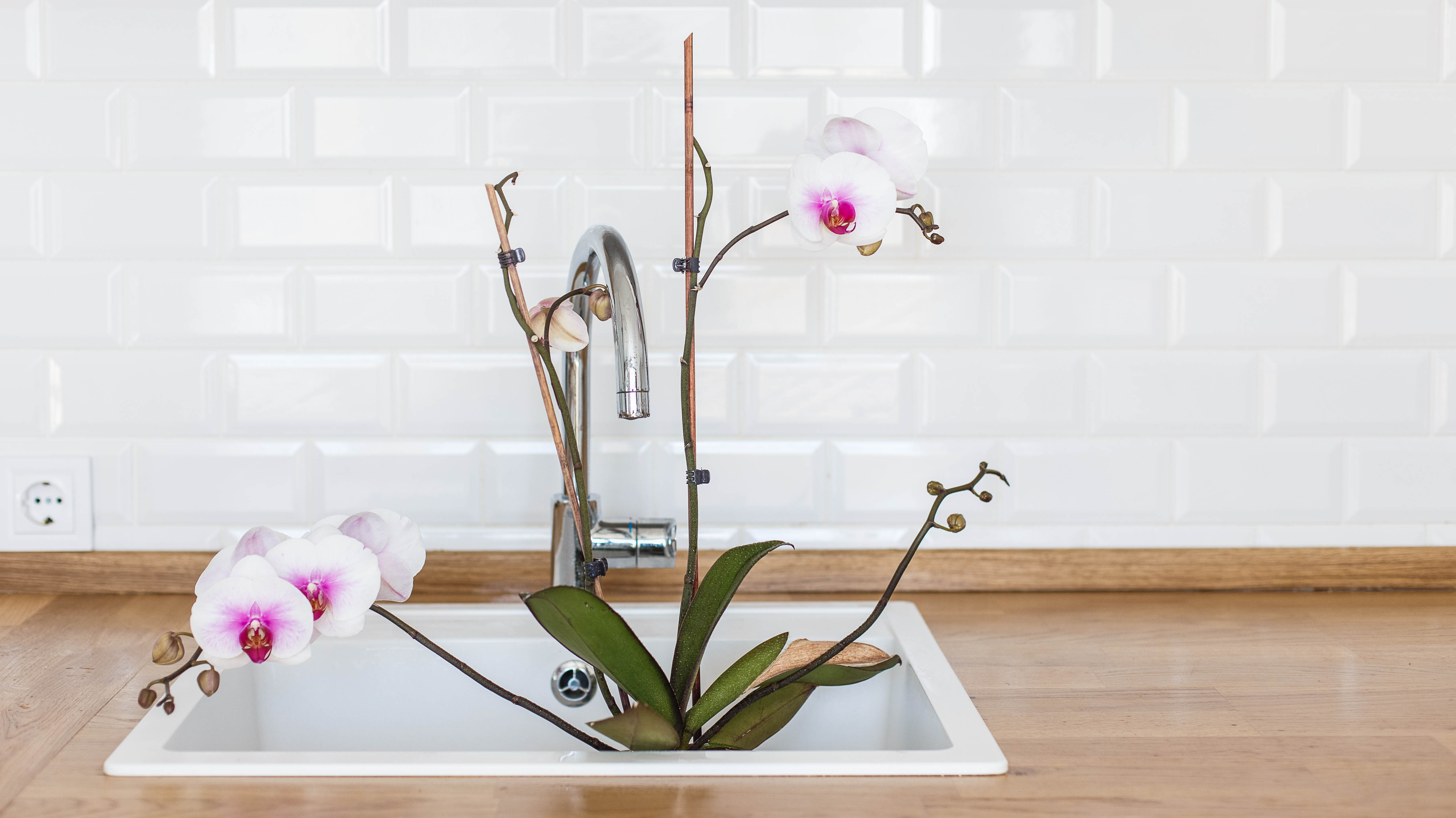 Орхидея сидит в раковине