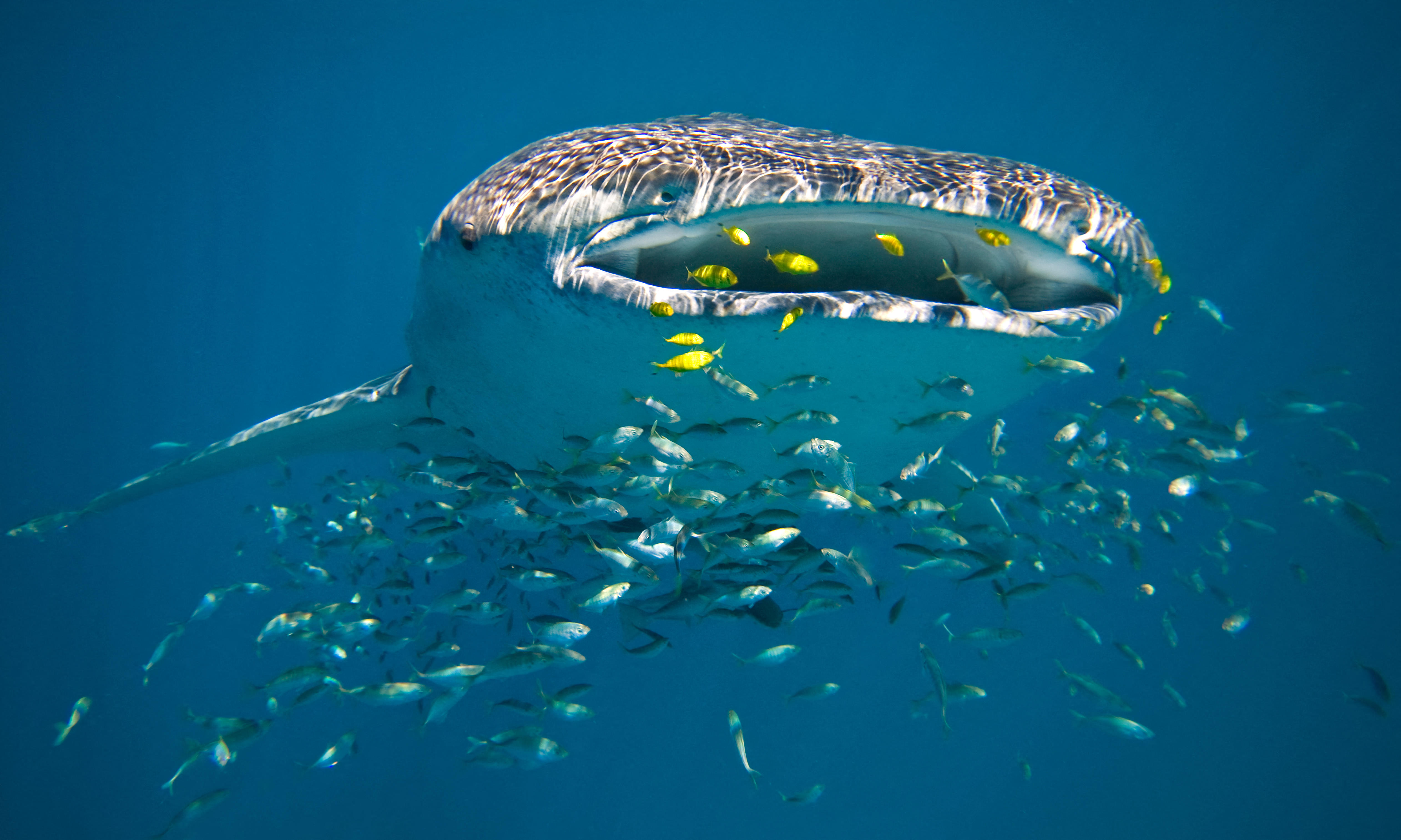 Whale shark filter feeding, surrounded by other smaller fish