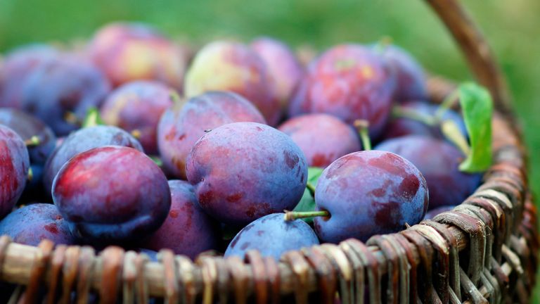 types of plum trees: basket of ripe plums