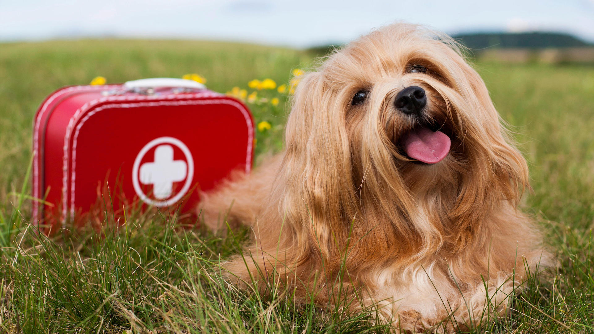 Havanese dog in field with first aid kit