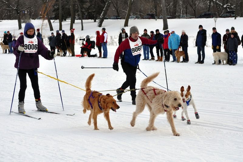 Skijoring with dogs