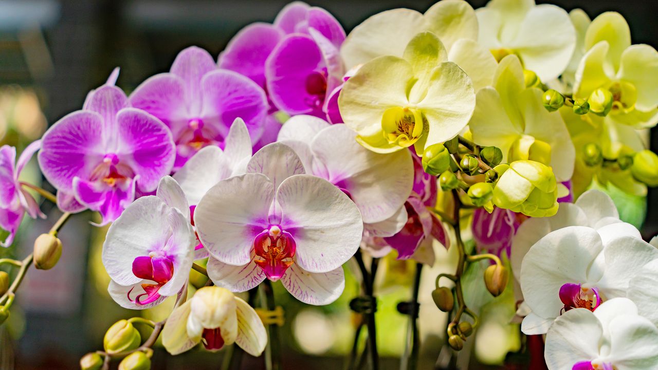 Orchid care for Phalaenopsis involves giving the plants bright filtered light