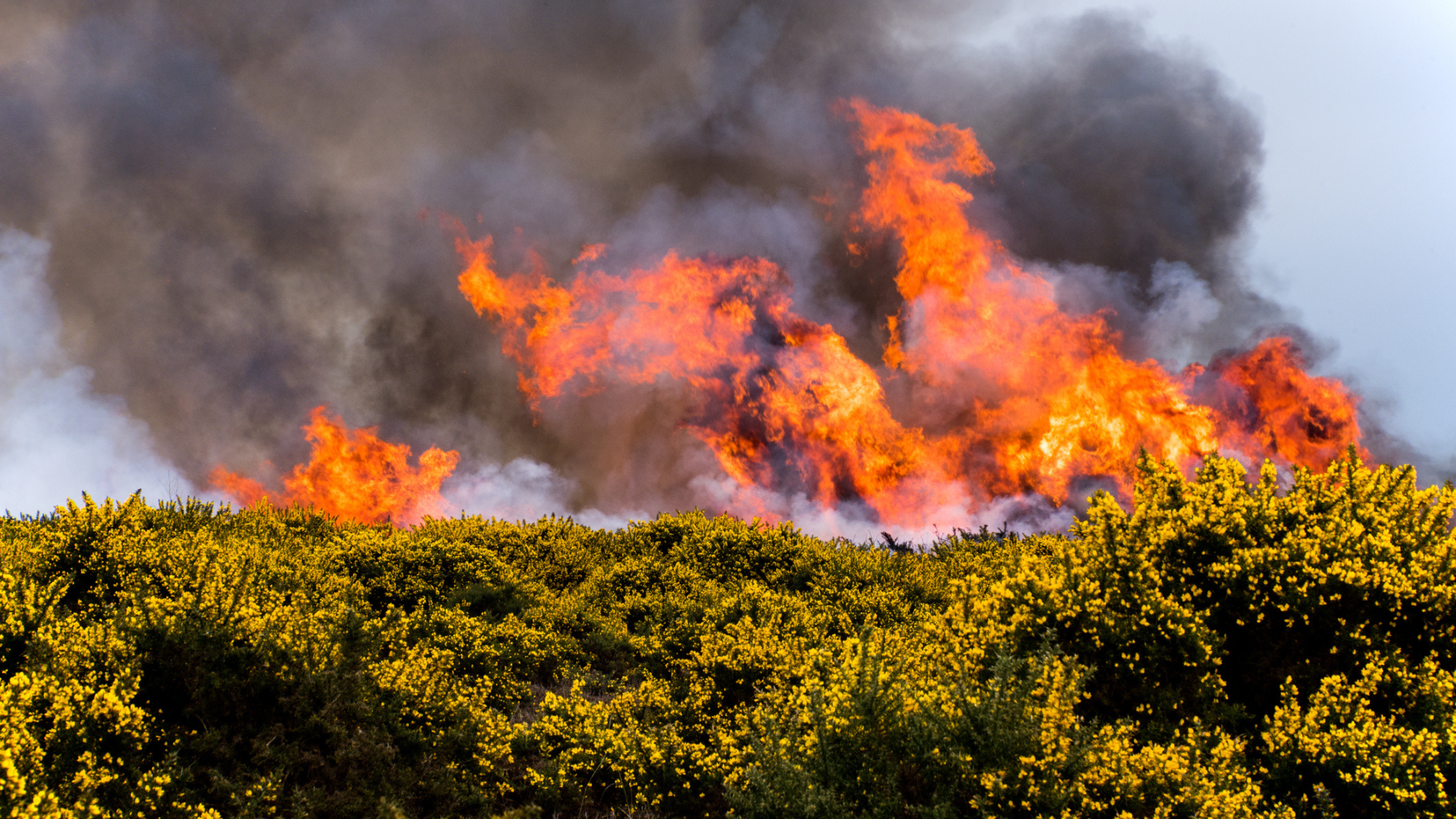 Heath fire